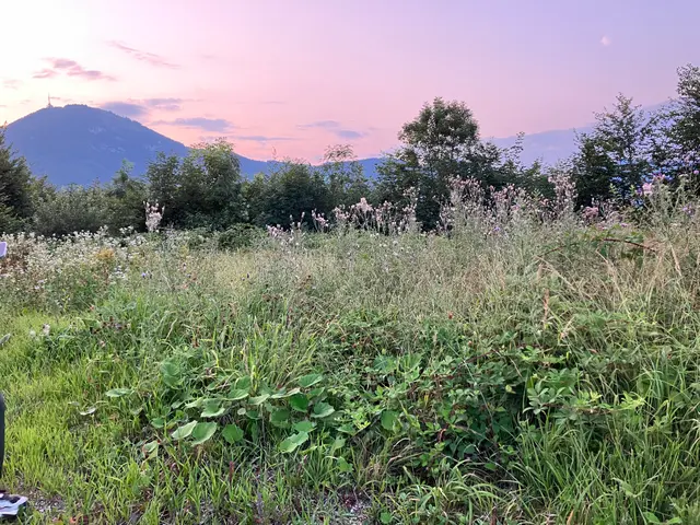Wildflowers and grasses on a hillside overlooking a mountain beneath a pink evening sky.