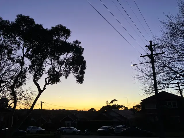 Sunrise over a Sydney suburb, with silhouetted trees and power lines framing the pale sky.